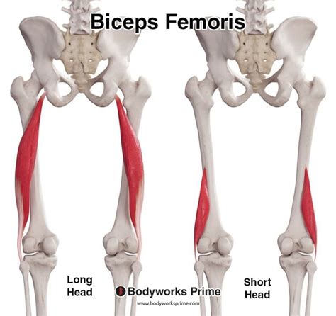 Biceps Femoris Muscle Model Hot Sex Picture