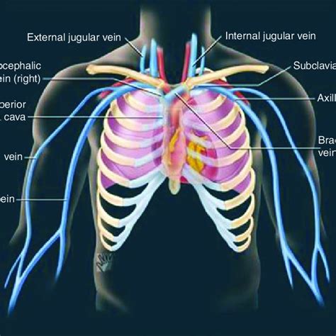 Anatomy Of Chest Man Head And Chest Anatomy Diagram With Ghost Stock