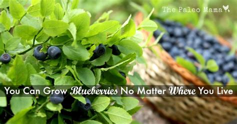 You Can Grow Blueberries No Matter Where You Live The