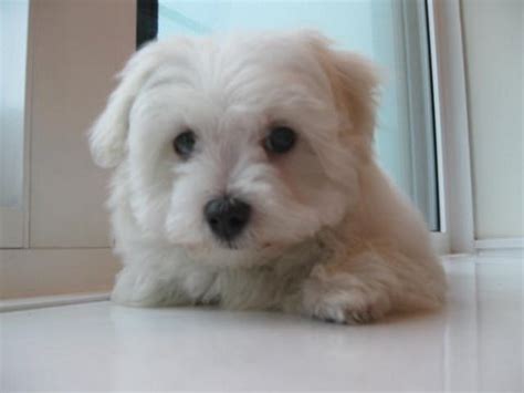Check spelling or type a new query. Real Life: My Maltese Puppy! - YouTube