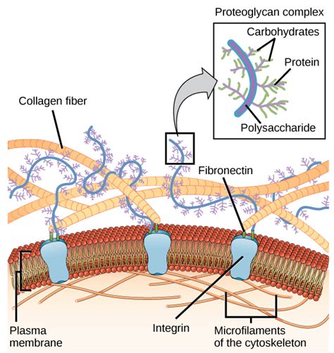 Chapter Cell And Organelle Membrane Structure In Fundamentals Of