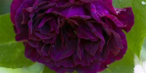 12 Facts Every Peony Enthusiast Needs To Know Planting Peonies