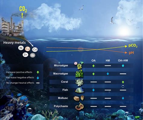 Frontiers The Combined Effects Of Ocean Acidification And Heavy