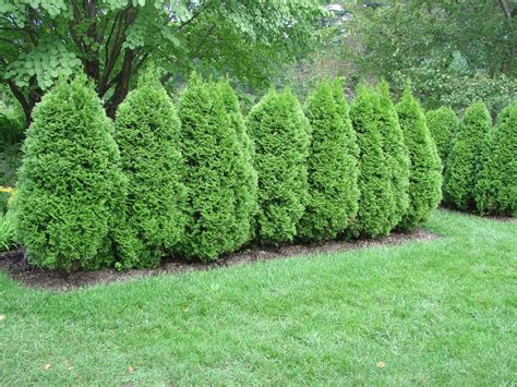 Ranking Four Popular Evergreens As Privacy Screens What Grows There