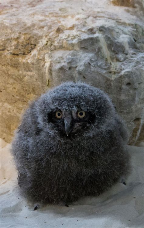 Tulsa Zoo Celebrates Hatching Snowy Owl Chicks Green Country News