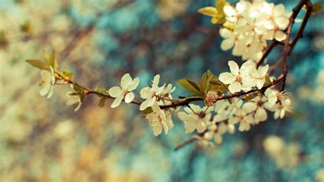 Puede explorar en esta categoría de fondo y descargar fondos fondos de pantalla fotos carteles y pancartas gratuitos. Feliz día de la primavera! Imágenes gratis para Facebook ...