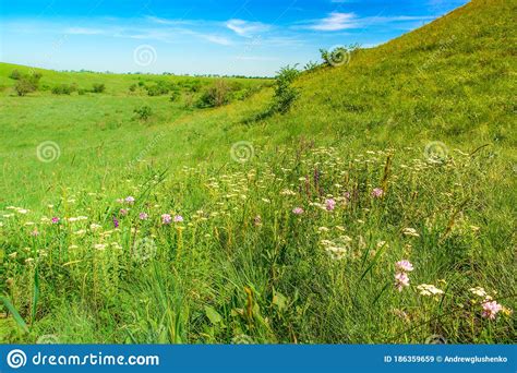 Green Hills And Blooming Meadows On A Summer Day Stock Image Image Of