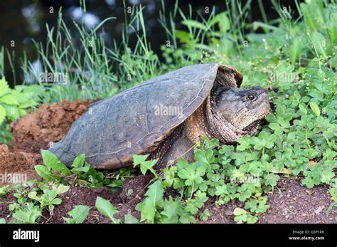 Female Snapping Turtle Hi Res Stock Photography And Images Alamy