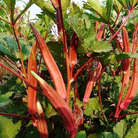 Jing Orange Okra Marys Heirloom Seeds