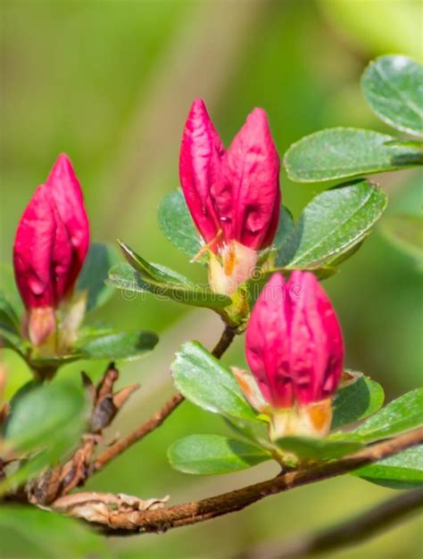 Close Up Of Wild Appalachian Mountain Pink Azalea Buds Stock Image