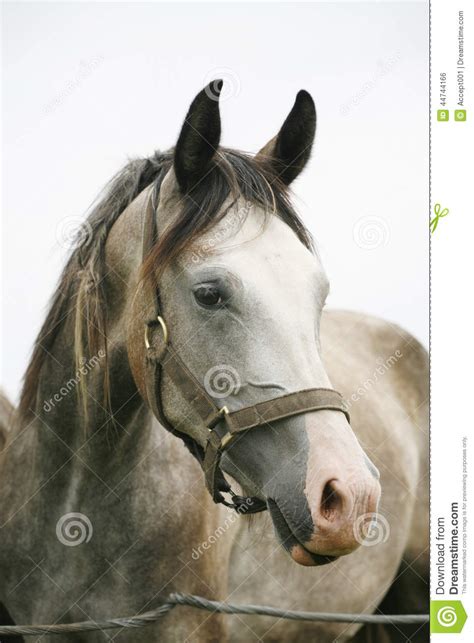 Head Shot Of A Beautiful Arabian Horse In Pasture Stock