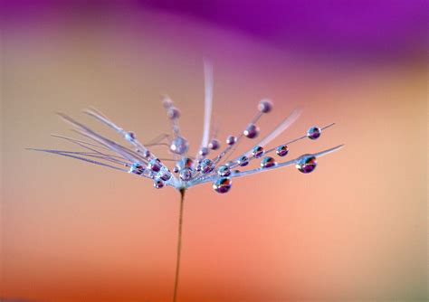 Micro Photography Of Dandelion Seed Hd Wallpaper Wallpaper Flare