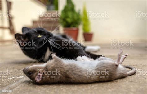 Black Cat Kills A Large Mouse Stock Photo Download Image Now Animal