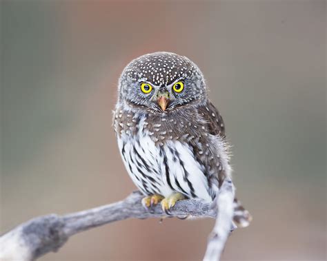 Northern Pygmy Owl This Cute Little Owl Has Made Its Winte Flickr