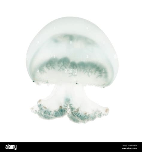 Cannonball Jellyfish Or Cabbagehead Jellyfish Stomolophus Meleagris