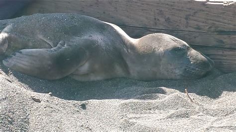 Experts With Marine Mammal Center Rescue Beached Elephant Seal In