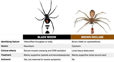 Spider Bites Black Widow Vs Brown Recluse Black Grepmed
