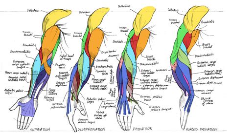 To examine the architecture of the shoulder and upper arm muscles and generate data that could serve as a guide for comparison, compatibility, and relative performance among these muscles for use in method: Anatomy helpyoudraw •