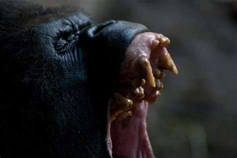 The Gorilla Screaming By Zooda On Deviantart