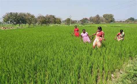International Womens Day How Telanganas Women Farm Hands Turned Farmers