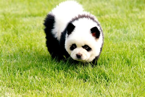Chinas Hot Pet Trend Dogs Primped To Look Like Pandas