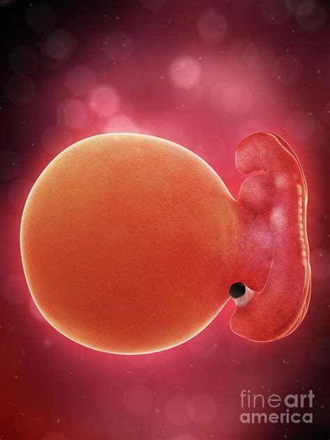 Illustration Of A Human Foetus 43 Photograph By Sebastian Kaulitzki