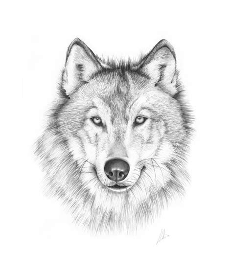 I only have one deviation up and am working on more and hopefully getting better. 1000 Ideas About Wolf Drawing Easy On Pinterest Anime Wolf - 736x861 - jpeg | Pencil drawings ...