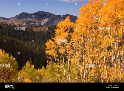 Autumn Colours Of Aspen Trees In The Wasatch Mountains Near Park City