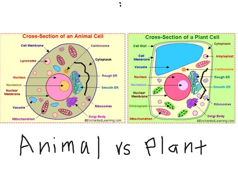 Check spelling or type a new query. Plant cell vs animal cell | ShowMe