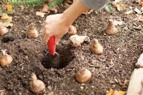 Fall Bulb Planting Primer Fall Is Officially Here And Were Gearing