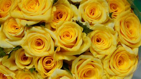 Download Yellow Flower Flower Nature Rose Hd Wallpaper By Malgosia16