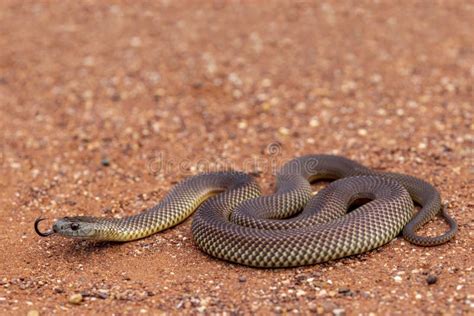 Australian Mulga Or King Brown Snake Stock Photo Image Of Highly