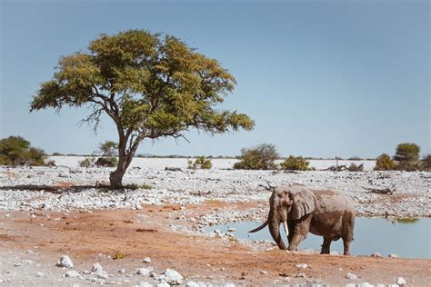 A Guide To Namibia Self Drive Safari In Etosha National Park The Puzzle Of Sandra S Life