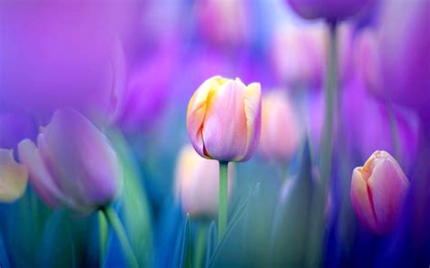 328 Tulip Hd Wallpapers Backgrounds Wallpaper Abyss