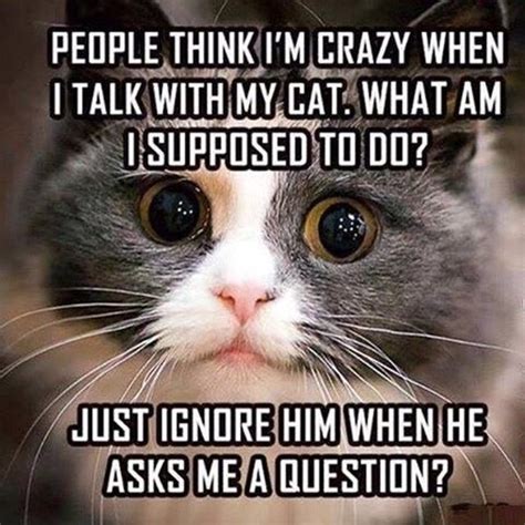 Cat People Will Definitely Relate To These Memes Funny Cat Memes