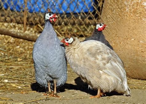 Raising Guinea Fowl Hgtv