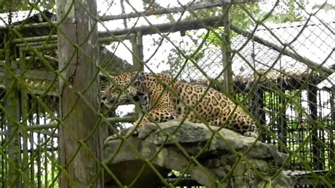 Jaguars Roar The Roar Of A Jaguar In Suriname Youtube