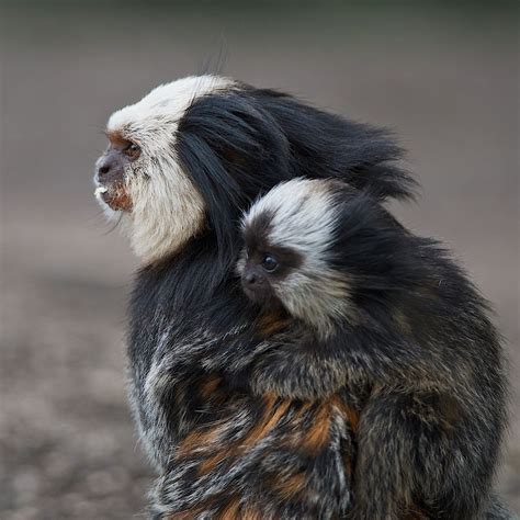 White Headed Marmoset Callithrix Geoffroyi Primates Animals Baboon