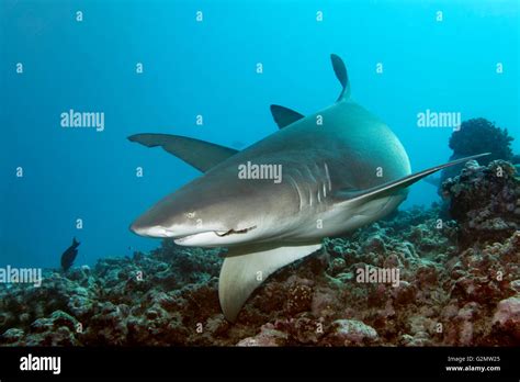Sicklefin Lemon Shark Negaprion Acutidens Swimming Over Coral Reef