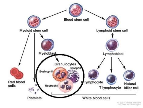 What Is Immature Granulocytes Absolute In Blood Test