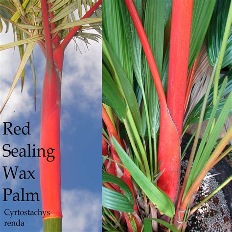 Polynesian Produce Stand ~lipstick Palm~ Cyrtostachys Renda Red Sealing Wax Palm Tree Live