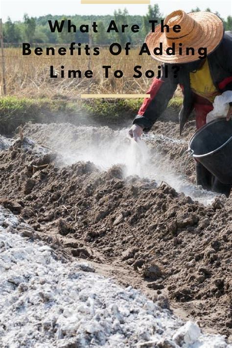 Instead of potting soil, i would suggest double, or triple digging your planting holes. What Are The Benefits Of Adding Lime To Soil? - A Green Hand