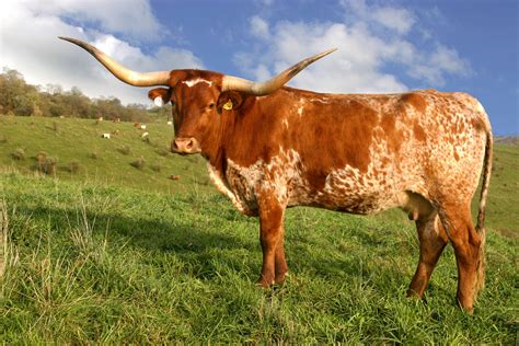 A Texas Longhorn First Brought Up From Mexico On Cattle Drives There