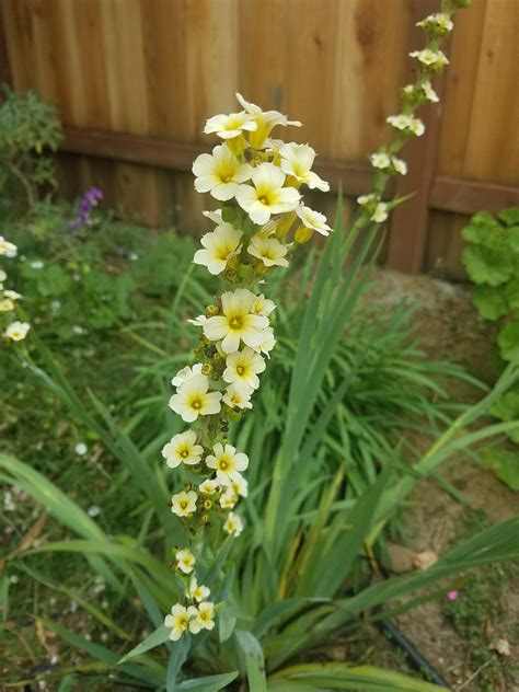 Identification Plant With Leaves Like Gladiolus And A