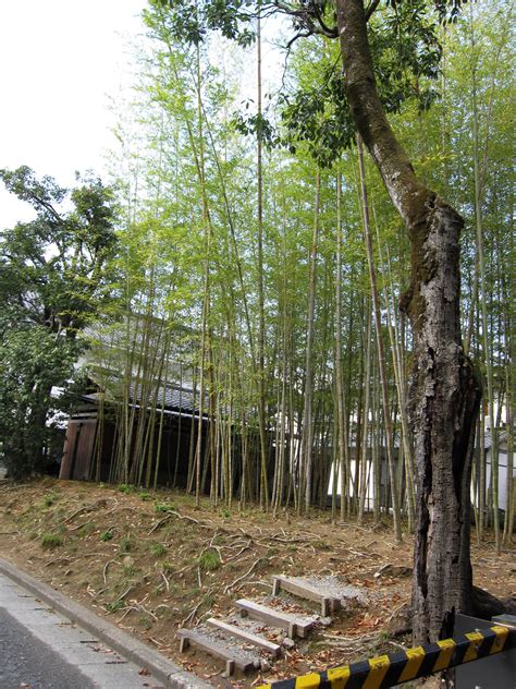 Asisbiz Kinkaku Ji Temple Zen Garden Bamboo Kyoto Japan Nov 2009 02