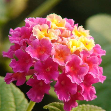 Nueve plantas con flores coloridas y perfumadas que crecen a. Las Flores Más Lindas Del Mundo Con Sus Nombres - IMÁGENES DE FLORES HERMOSAS