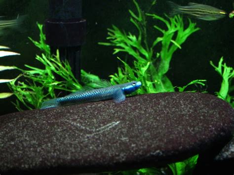 Stiphodon Semoni Cobalt Blue Goby — Seriously Fish