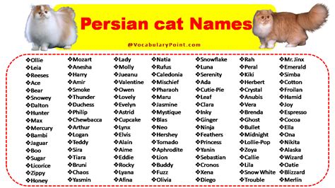 200 Best Persian Cat Names Unique Male And Female Vocabulary Point