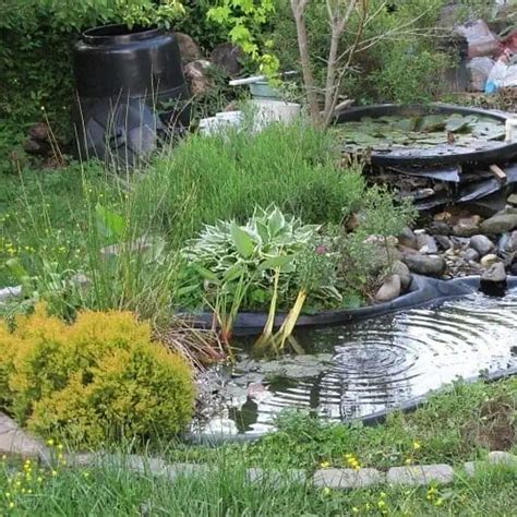 The Best Small Plants For Small Ponds Easy Care Species 2022