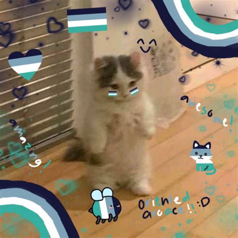Oriented Aroace😔🤙🏾 In 2021 Cat Icon Cute Memes Cute Cat